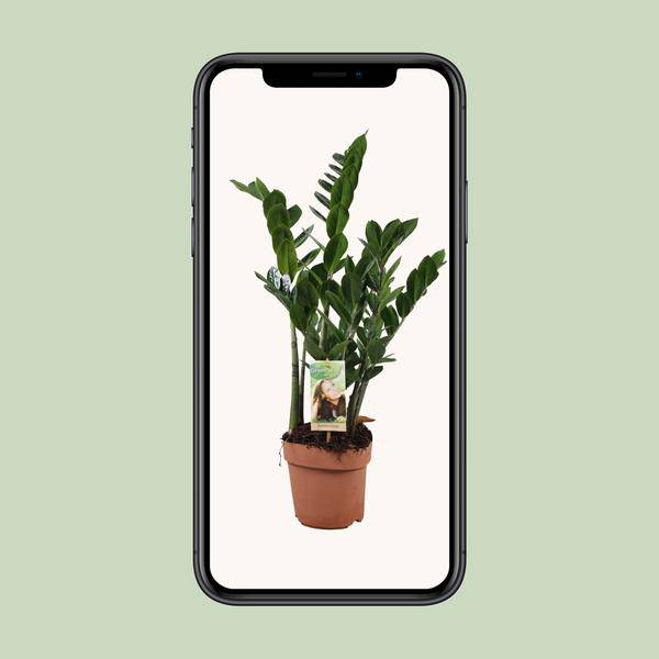 Glücksfeder - Zamioculcas Zamiifolia - Zimmerpflanze - Ø17cm - ↕70cm