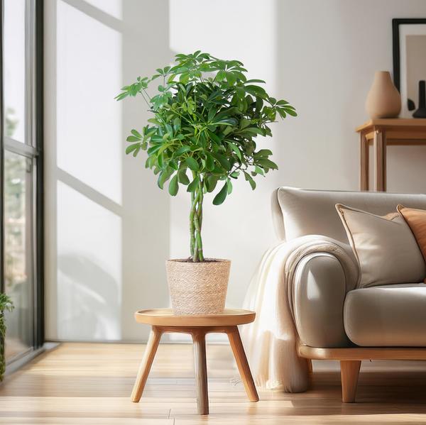Schefflera Arboricola Nora – Birkenfeige – Zimmerpflanze + Blumentopf Sofia Natur – ↕70cm – Ø21cm – Handförmige Blätter – Pflegeleicht & dekorativ