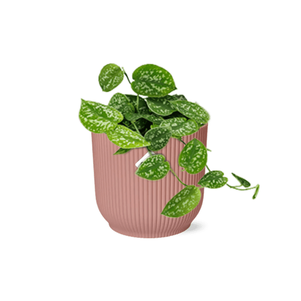 Efeutute - Scindapsus Pictus 'Argyraeus' - Zimmerpflanze + Topf Vibes Fold 14cm Rosa