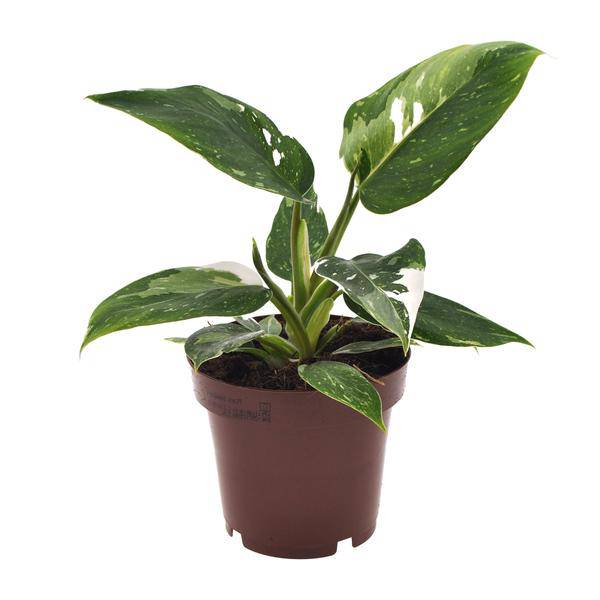 Baumfreund - Philodendron White Princess - Zimmerpflanze - Ø12cm - ↕25cm