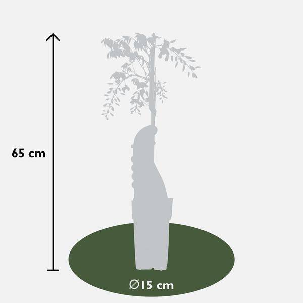 Chinesischer Duft-Blauregen - Wisteria sinensis 'Caroline' - ↨65cm - Ø15cm - 2 Stück