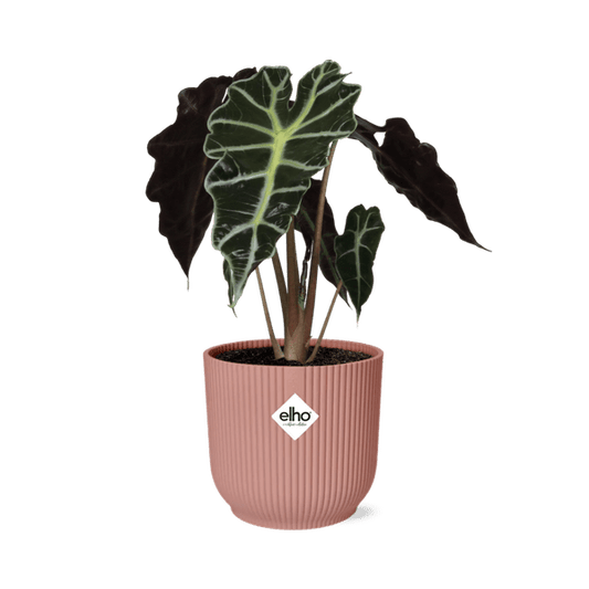 Elefantenohr Alocasia Polly – Zimmerpflanze inkl. Ziertopf Vibes Fold Rosa Ø14cm – Tropische Grünpflanze mit auffälligen Blättern – Luftreinigend & dekorativ – Für Wohnzimmer & Büro