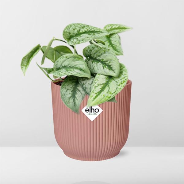 Efeutute - Scindapsus Pictus 'Trebie' - Zimmerpflanze + Topf Vibes Fold 14cm Rosa