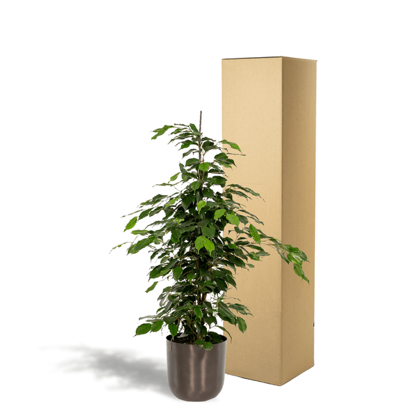 Birkenfeige - Ficus benjamina Danielle - Zimmerpflanze - Ø21cm - ↕95cm + Topf Mayk Blei