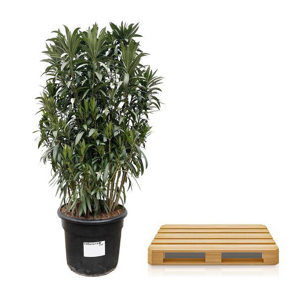 Rosenlorbeere - Nerium Oleander Strauch - 190cm - ø55cm