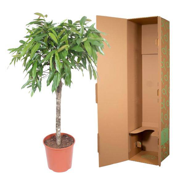 Schmalblättriger Gummibaum – Ficus binnendijkii Amstel King – 140cm – Ø30cm – Zimmerpflanze mit geflochtenem Stamm – Elegante Grünpflanze für Wohnzimmer & Büro