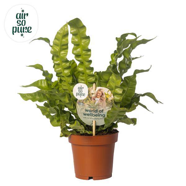 Nestfarn - Asplenium nidus 'Crispy Wave' - Zimmerpflanze - Ø12cm - ↕25cm