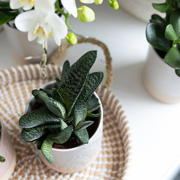 Weißes Geflochtenes Tablett Ø30cm – Handgewebtes Deko-Tablett – Pflanzentablett & Wohnaccessoire