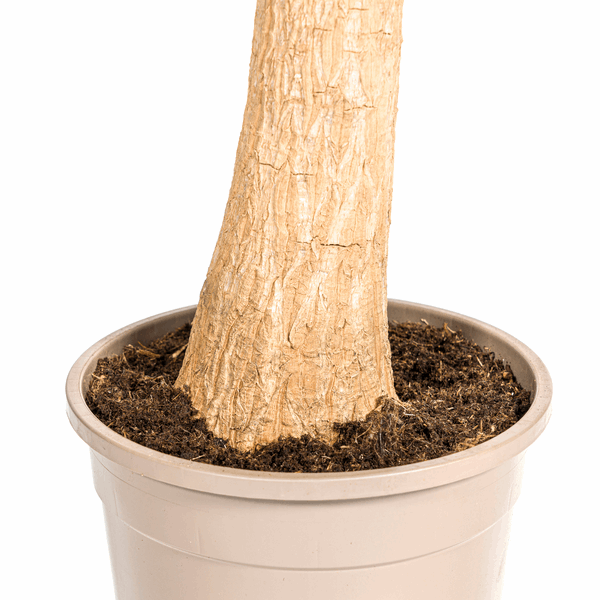 Beaucarnea Recurvata Stängel Ø24cm - ↕80 - 100cm