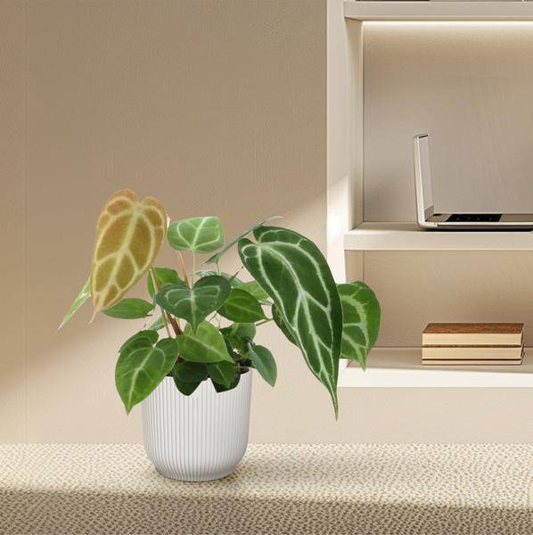 Anthurium Crystallinum – Flamingoblume – Zimmerpflanze ↕35cm – Ø12cm – Exotische Grünpflanze mit herzförmigen Blättern & weißen Blattadern – Dekopflanze für Wohnzimmer & Büro