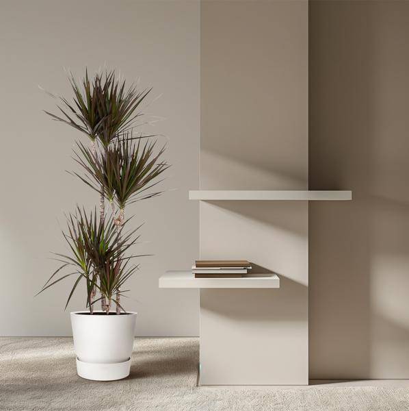 Drachenbaum - Dracaena Magenta - Zimmerpflanze - 150cm - ø27cm