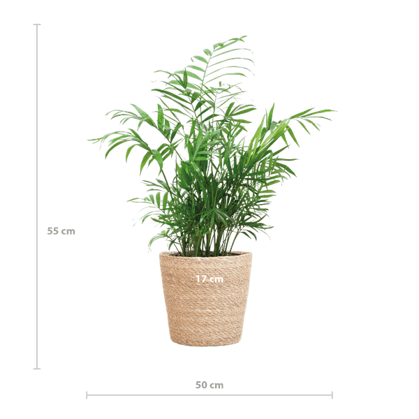 Chamadorea Elegans Mexikanische Bergpalme – Zimmerpflanze ca. 55cm – Ø17cm – Im handgeflochtenen Pflanzkorb Sofia Natur – Elegante, pflegeleichte Zimmerpalme