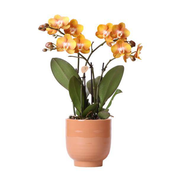 Orange Phalaenopsis orchid Las Vegas im cognacfarbenen glasierten Topf - Topfgröße Ø12cm
