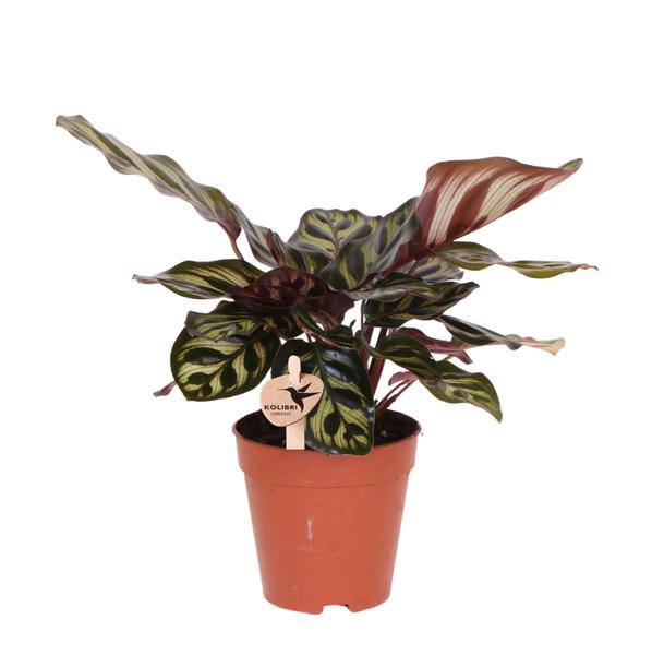 Calathea Makoyana – Pfauen-Korbmaranthe – Zimmerpflanze – Ø9cm – Exotische, kompakte Grünpflanze mit dekorativen Blättern – Luftreinigend & pflegeleicht