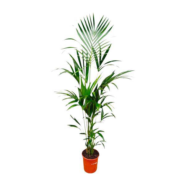 Kentia-Palme – Howea forsteriana – 180 cm hoch – Ø24 cm-Topf – Elegante Zimmerpalme – Luftreinigend & pflegeleicht – Für Wohnzimmer, Büro & Wintergarten