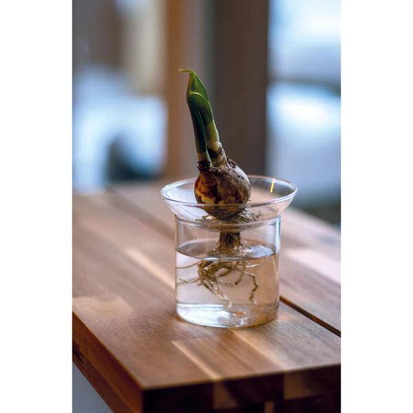 Vermehrungsvase - S - Ø 9 cm ↕ 8 cm