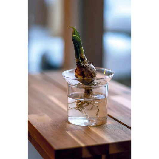 Vermehrungsvase - S - Ø 9 cm ↕ 8 cm