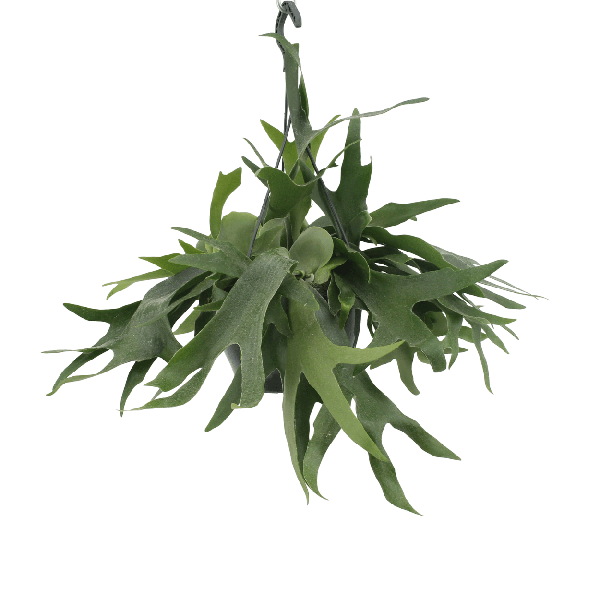 Platycerium Hirschhorn-Hang - Ø21cm - ↕50cm - Oasis of Life