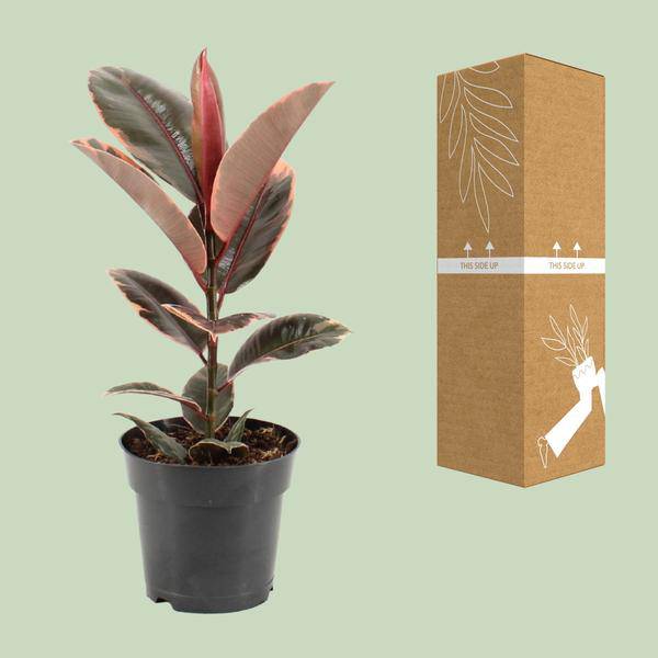 Gummibaum - Ficus Elastica Belize - Zimmerpflanze - Ø17cm - ↕55cm