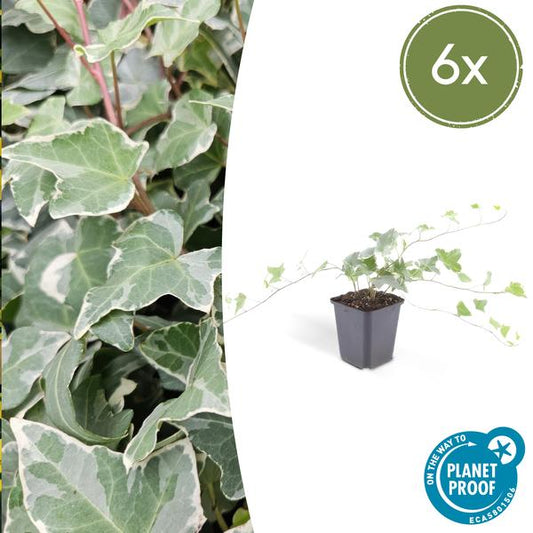Hedera helix 'Glacier' – Weißgrüner Efeu – Ø9cm – ↕10-25cm – 6 Pflanzen – Bodendecker & pflegeleicht – schnellwachsend