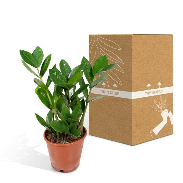 Glücksfeder - Zamioculcas - Zimmerpflanze - Ø12cm - ↕35cm