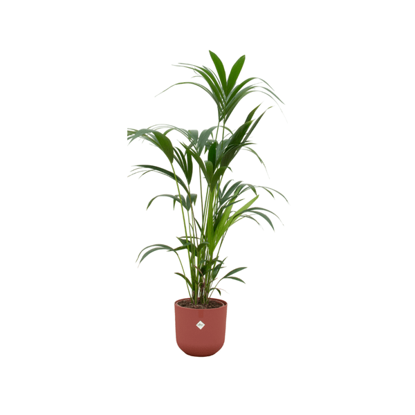 Kentia Palme - Forstersche Kentia - Zimmerpflanze - Ø26cm - ↨160cm + Topf Jazz Rot