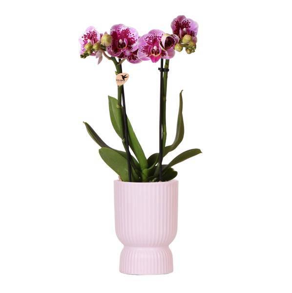 Rosa Phalaenopsis Orchidee - El Salvador + Diabolo Rosa - Topfgröße Ø9cm - Zimmerpflanze