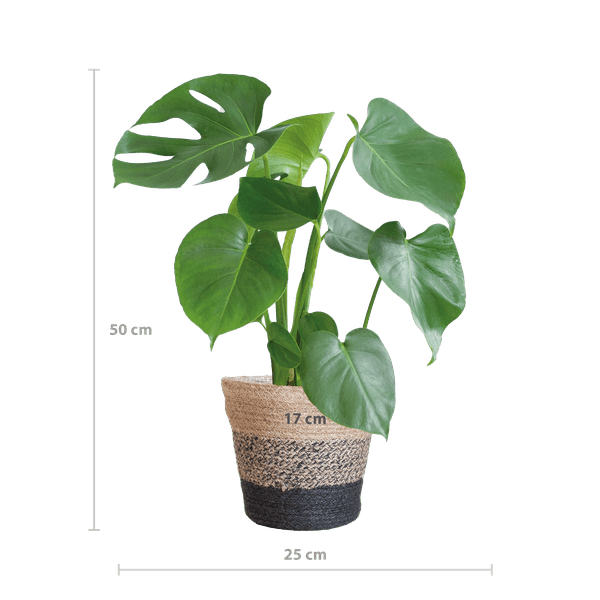 Monstera Deliciosa – Köstliches Fensterblatt – Zimmerpflanze – Ø17cm – Höhe ca. 50cm – Inkl. schwarzer Jute-Korb „Lissabon“ – Nachhaltig & dekorativ