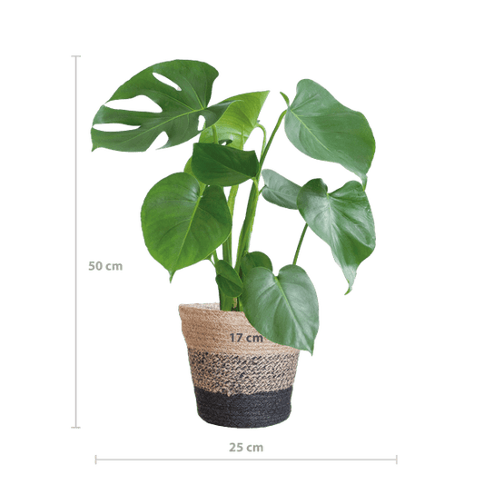 Monstera Deliciosa – Köstliches Fensterblatt – Zimmerpflanze – Ø17cm – Höhe ca. 50cm – Inkl. schwarzer Jute-Korb „Lissabon“ – Nachhaltig & dekorativ