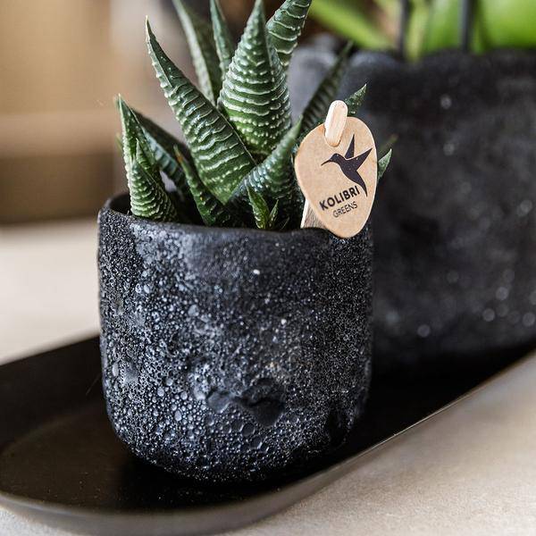 Phalaenopsis Orchidee Orange Bolzano mit Sukkulente – Pflanzenset mit Keramiktöpfen im Moon-Design auf schwarzem Tablett – Zimmerpflanzen Deko Set