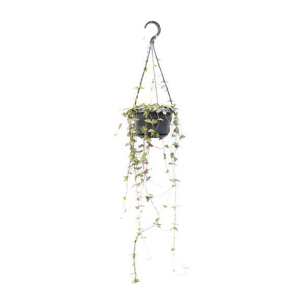 Ceropegia Linearis Remy – String of Hearts – Ø14cm – ↕38cm – Hängende Sukkulente mit herzförmigen Blättern – Luftreinigend & pflegeleicht – Für Innenräume & halbschattige Plätze