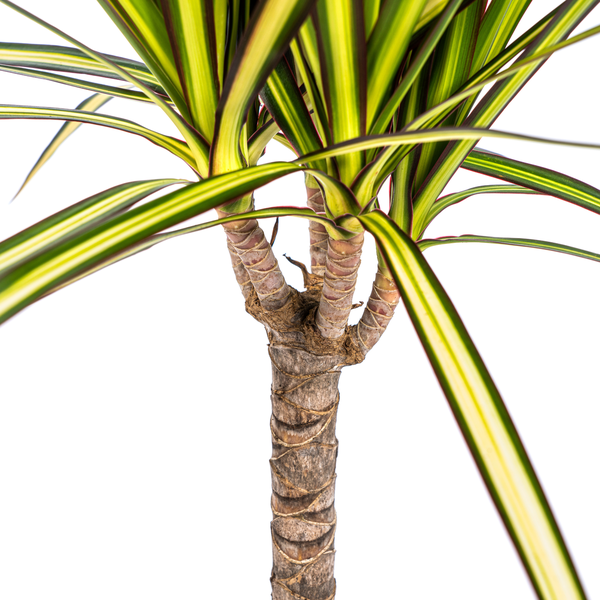 Dracaena Marginata Sunray – Drachenbaum – Zimmerpflanze – Ø17 cm – ↕60-80 cm – Grüne & gelbe Blätter, pflegeleicht