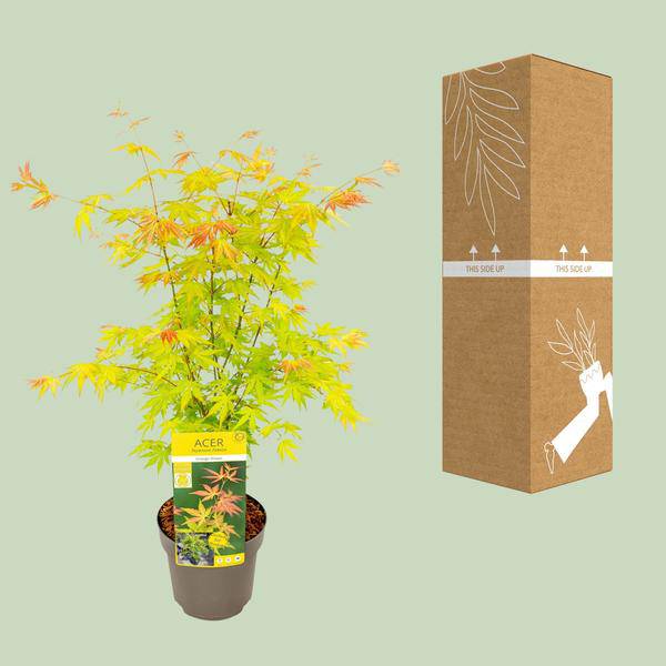 Fächer-Ahorn - Acer palmatum Orangedream - Ø19cm - ↕50cm