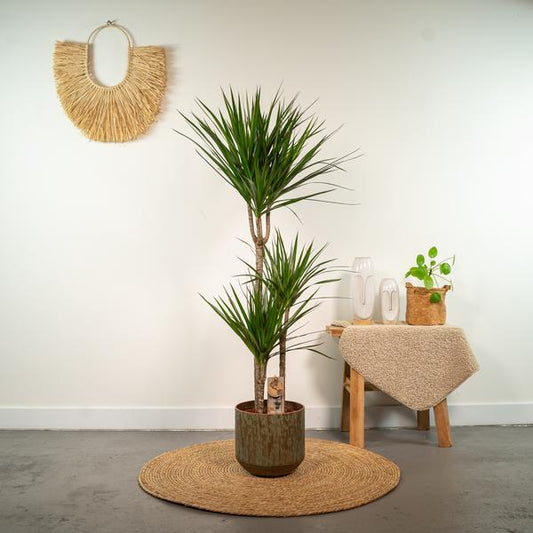 Drachenbaum Dracaena Marginata – Zimmerpflanze – Ø21cm x ↕120cm – Tropische Grünpflanze mit luftreinigender Wirkung – Pflegeleicht – Ideal für Wohnzimmer & Büro