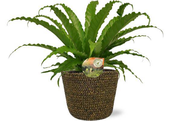 Asplenium Osaka Nestfarn – Ø17 cm – ca. 40 cm hoch – Inklusive Topf Selin Schwarz Ø18x16 cm – Stilvolle Zimmerpflanze für Wohnzimmer & Büro