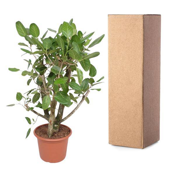 Banyan-Feige Ficus Benghalensis – 140cm hoch – Ø40cm – Exklusive Zimmerpflanze mit großen glänzenden Blättern – Pflegeleicht & robust – Für Wohnzimmer, Büro & Innenräume