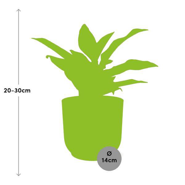 Kolbenfaden - Aglaonema Kreta - Zimmerpflanze + Topf Vibes Fold 14cm Gelb