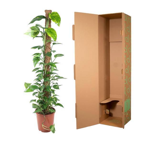 Efeutute - Epipremnum Pinnatum Moosstock - Zimmerpflanze - 150 cm - ø27cm