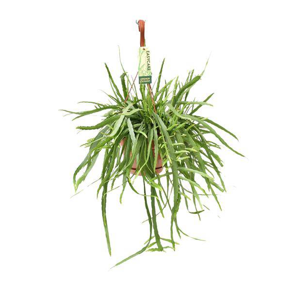 Blattkaktus - Lepismium Bolivianum - Zimmerpflanze - Ø17cm - ↕55cm