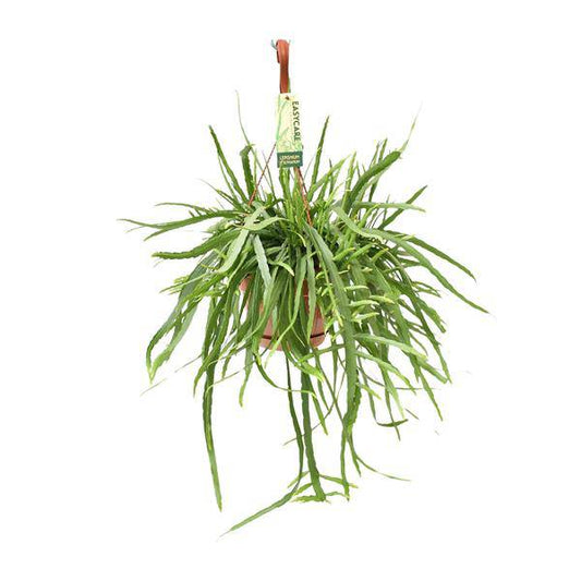 Blattkaktus - Lepismium Bolivianum - Zimmerpflanze - Ø17cm - ↕55cm