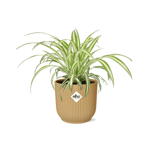 Grünlilie Chlorophytum Comosum Variegatum – Spinnenpflanze – Zimmerpflanze inkl. Ziertopf Vibes Fold Gelb Ø14cm – Luftreinigende & pflegeleichte Hängepflanze – Für Wohnzimmer & Büro