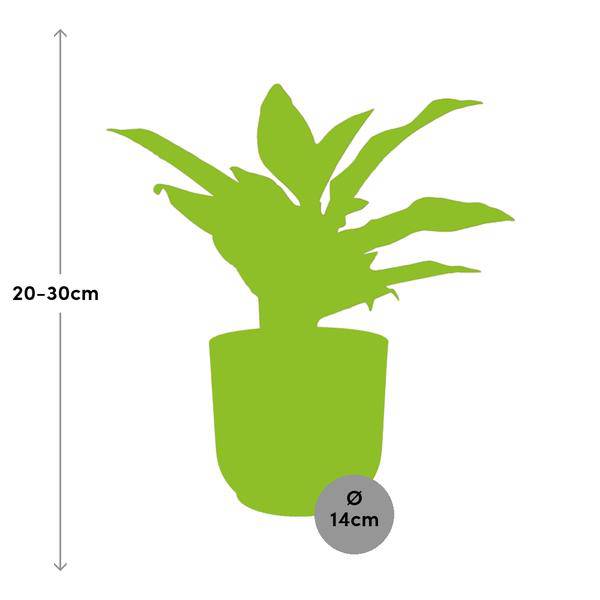 Kolbenfaden - Aglaonema Kreta - Zimmerpflanze + Topf Vibes Fold 14cm Rosa