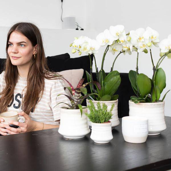 Weiße Phalaenopsis Orchidee Juwel Gent – Blühende Zimmerpflanze – Ø12cm – Elegante weiße Blüten – Perfekt für Zuhause & Büro