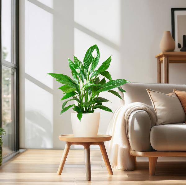 Spathiphyllum Sweet Lauretta – Scheidenblatt – Zimmerpflanze + Topf Viber Weiß – ↕80cm – Ø21cm – Friedenslilie mit eleganten weißen Blüten – Pflegeleicht & dekorativ