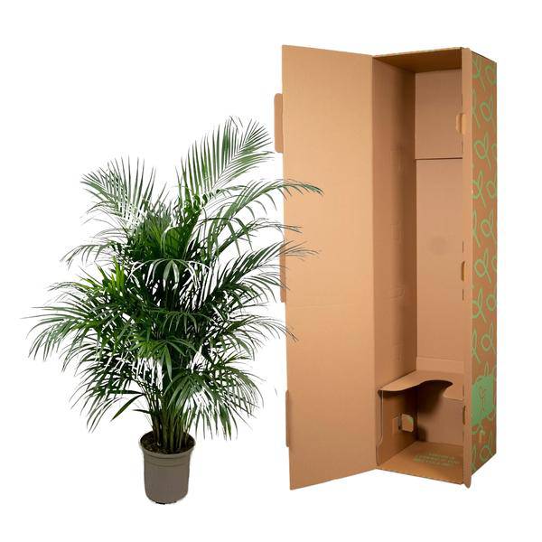 Goldfruchtpalme – Dypsis Lutescens – Areca-Palme – Zimmerpflanze 150cm – Ø24cm – Tropische Grünpflanze mit eleganten Wedeln – Exklusive Kübelpflanze für Wohnzimmer, Büro & Balkon – Pflegeleicht
