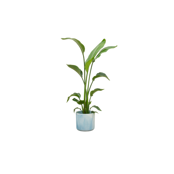 Strelitzia Nicolai – Baum-Strelitzie Zimmerpflanze 120 cm – Ø22 cm – im eleganten Ocean Round Topf Blau – Tropische Paradiesvogelblume für Wohnzimmer & Büro