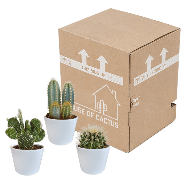 Kaktus Mix - 10,5 cm - 3 Stück - Zimmerpflanze - im Übertopf