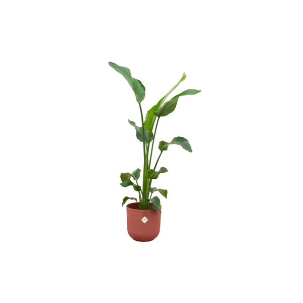 Strelitzia Nicolai - Baum-Strelitzie - Zimmerpflanze - Ø23cm - ↨100cm + Topf Jazz Rot