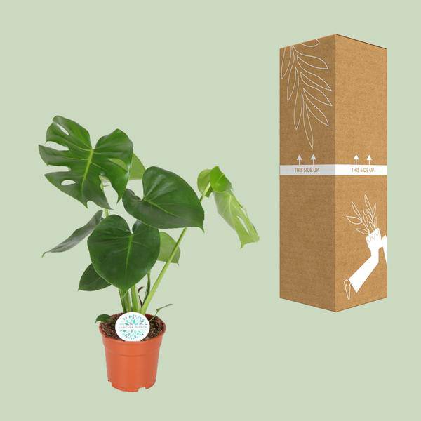 Fensterblatt – Monstera Minima – Zimmerpflanze – Ø17cm – Höhe ca. 55 cm – Beliebte Lochpflanze mit dekorativen Blättern