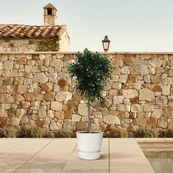 Chinesische Feige - Ficus Nitida - 250cm - ø55cm